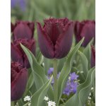 Tulipán 'Purple Crystal' 5 ks – Hledejceny.cz