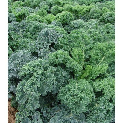 Kadeřávek Kapral - Brassica oleracea L. convar. - semena - 300 ks – Zboží Mobilmania