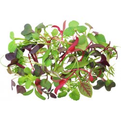 Toraf Microgreens, semínka na klíčky - Směs jemná 20g