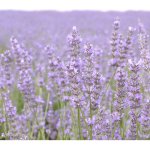 BIO levandule lékařská - Lavandula - bio osivo levandule - 50 ks