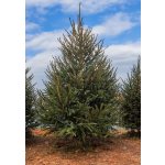 Stromkyonline.cz Živý řezaný vánoční stromek Smrk ztepilý do 120 cm – Hledejceny.cz