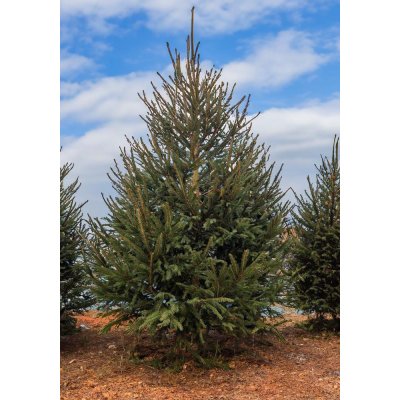 Stromkyonline.cz Živý řezaný vánoční stromek Smrk ztepilý do 120 cm – Hledejceny.cz