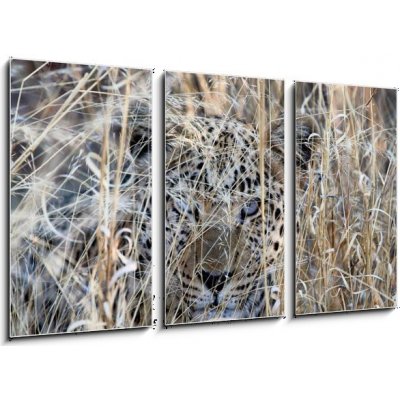 Obraz 3D třídílný - 90 x 50 cm - The Eyes leopard africa namibia