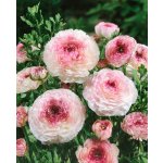 Pryskyřník 'Ranunculus Picotee Pink' 3 ks – Zboží Dáma