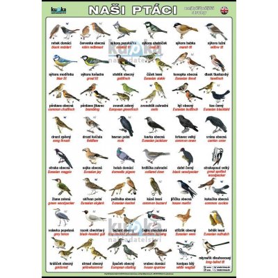 nakladatelství Kupka Naši ptáci (česky a anglicky) A3 (42x30 cm), bez lišt – Zboží Dáma