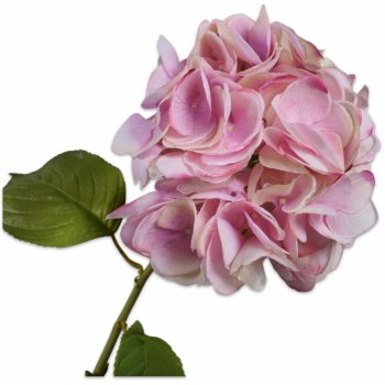 Hortenzie - Hydrangea fialová V74 cm