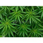 WEBLUX 46939324 Fototapeta papír Marijuana Marihuana rozměry 254 x 184 cm