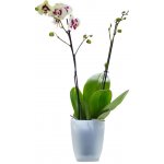 elho Květináč pro orchideje Brussels Orchid High transparentní 13 x 16 cm – Zboží Dáma