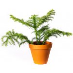 Gardners Araucaria heterophylla, průměr 10,5 cm Blahočet, araukárie – Zboží Dáma