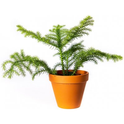 Gardners Araucaria heterophylla, průměr 10,5 cm Blahočet, araukárie – Zboží Dáma