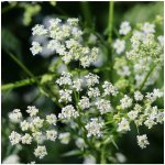 Kerblík setý - Anthriscus cerefolium - semena kerblíku - 250 ks – Sleviste.cz