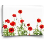 Sablio Obraz Vlčí máky - 60x40 cm – Hledejceny.cz