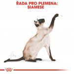 Royal Canin Siamese Adult 400 g – Hledejceny.cz