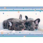 Pohlednice Štěňata 130 – Sleviste.cz