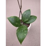 Hoya Vatellina mini – Hledejceny.cz