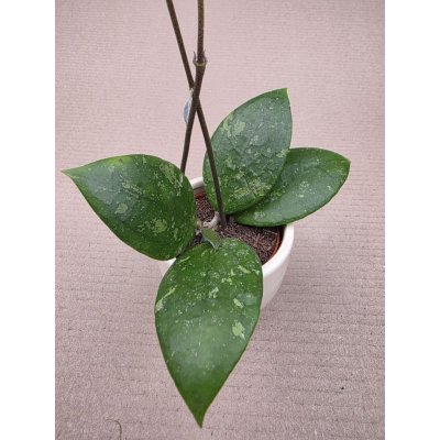 Hoya Vatellina mini – Hledejceny.cz