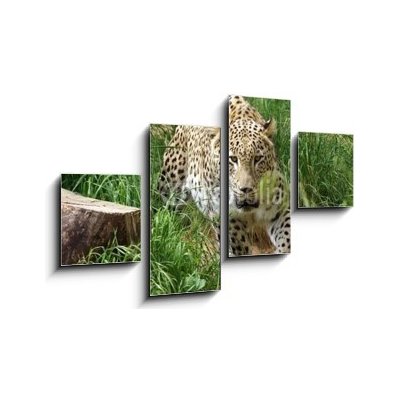 Obraz 4D čtyřdílný - 100 x 60 cm - SONY DSC leopard hunting bezuzdný – Zboží Mobilmania