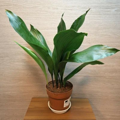 Aspidistra Elatior "L" – Zbozi.Blesk.cz