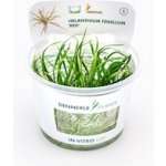 Helanthium tenellum Red – Hledejceny.cz