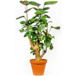 Gardners Polyscias Fabian, průměr 12 cm Stínovka – Zboží Dáma