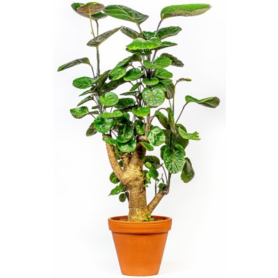 Gardners Polyscias Fabian, průměr 12 cm Stínovka – Zboží Dáma