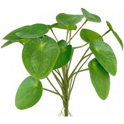 Pilea peperomioides - zelená – Zboží Dáma