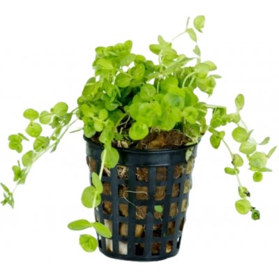 Micranthemum umbrosum - Malokvětka tmavá – Zboží Mobilmania