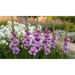 Mečík 'Passos' 5 ks Velikost cibulí: 12/14 – Hledejceny.cz