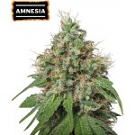 Seedstockers Amnesia Haze semena neobsahují THC 1 ks – Zboží Dáma