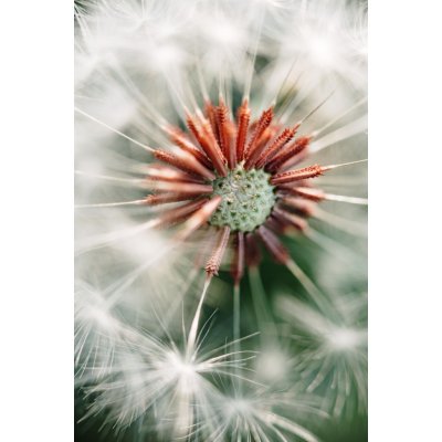 Umělecká fotografie Dandelion detail, Javier Pardina, (26.7 x 40 cm) – Zboží Mobilmania