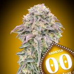 00 Seeds Bank Mimosa semena neobsahují THC 3 ks – Hledejceny.cz
