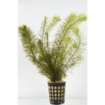 Myriophyllum hippuroides – Zboží Dáma