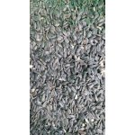 Fauna Hradil Černá slunečnice 20 kg – HobbyKompas.cz