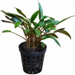 Cryptocoryne axelrodii – Zboží Dáma