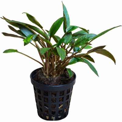 Cryptocoryne axelrodii – Zboží Dáma