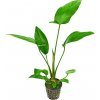 Akvarijní rostlina I--Z Anubias hastifolia - Anubias laločnatý