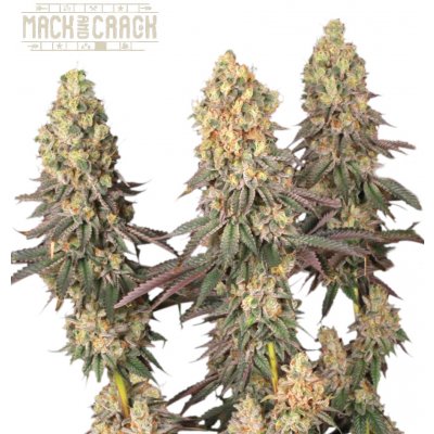 Seedstockers Mack and Crack semena neobsahují THC 5 ks – Zboží Dáma