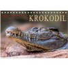 Kalendář Urzeitreptilien Krokodil Tisch DIN A5 quer CALVENDO Monats 2024