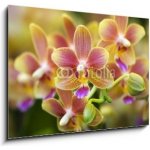 Skleněný obraz 1D - 100 x 70 cm - Pink Yellow Spotted Orchids Hong Kong Flower Market Růžové žluté skvrnité orchideje Hongkongský květinový trh – Hledejceny.cz