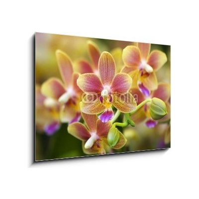 Skleněný obraz 1D - 100 x 70 cm - Pink Yellow Spotted Orchids Hong Kong Flower Market Růžové žluté skvrnité orchideje Hongkongský květinový trh – Hledejceny.cz