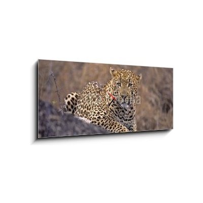 Obraz s hodinami 1D panorama - 120 x 50 cm - Africa-Leopard Afrika