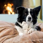 Silviger Sharebag Pelíšek – Hledejceny.cz