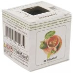 Scented cubes Vonný vosk do aromalampy Bergamot 8 kostek 23 g – Hledejceny.cz