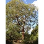 Eucalyptus Melliodora, 20ks