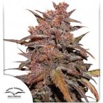 Dutch Passion CBD AUTO Blackberry Kush semena neobsahují THC 3 ks – Zbozi.Blesk.cz