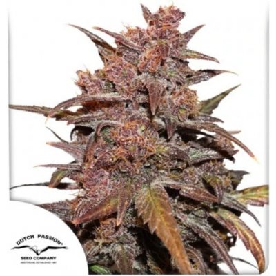Dutch Passion CBD AUTO Blackberry Kush semena neobsahují THC 3 ks – Zbozi.Blesk.cz