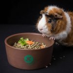 JK ANIMALS Keramická miska pro hlodavce 12 cm – Hledejceny.cz