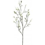 Magnolie (pupen) 'Kobe' krémová V123 cm – Sleviste.cz