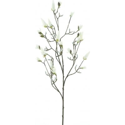 Magnolie (pupen) 'Kobe' krémová V123 cm – Sleviste.cz