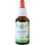 Salvia Paradise Jiaogulan Thailand AF tinktura 30 ml – Hledejceny.cz